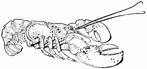 Lobster Drawing | ReusableArt.com
