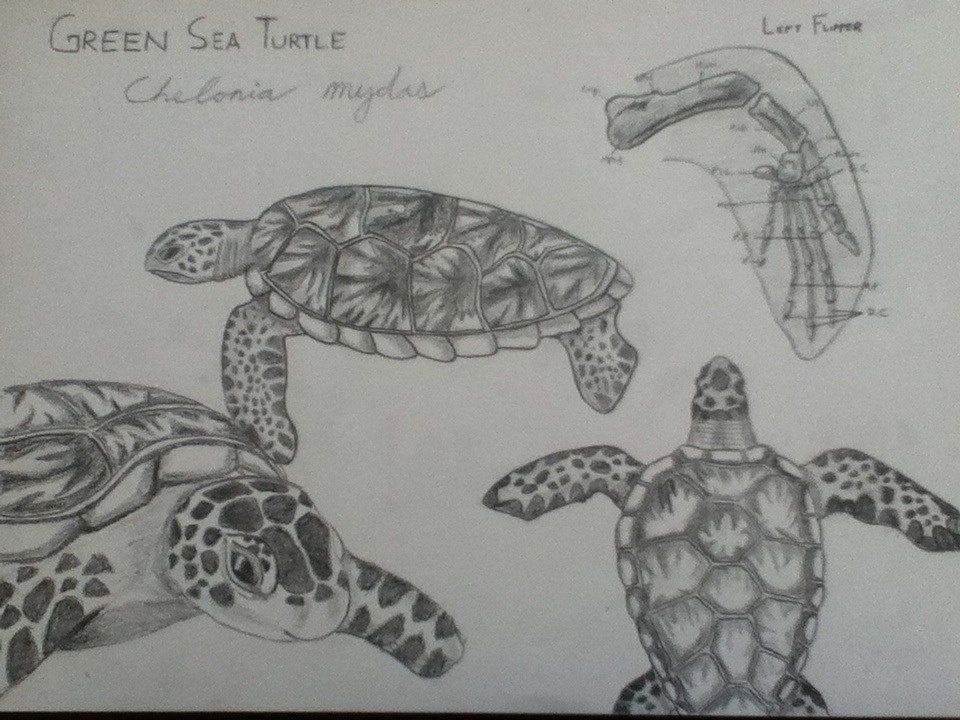 Mad as a Marine Biologist — fx-you: Green Sea Turtle scientific...