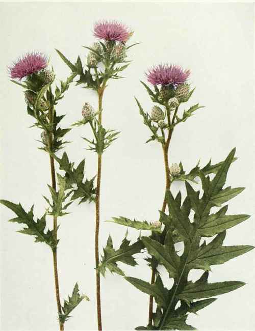 Swamp-Thistle-Cirsium-mutcum.jpg