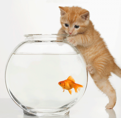 Goldfish GIFs on Giphy