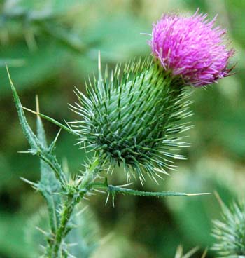 Bull Thistle (Cirsium vulgare) Species Page