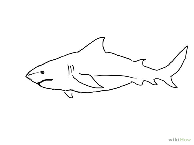 4 Ways to Draw a Shark - wikiHow