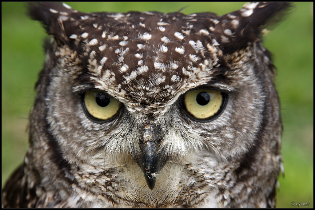 Amazing and beautiful Owl Pictures