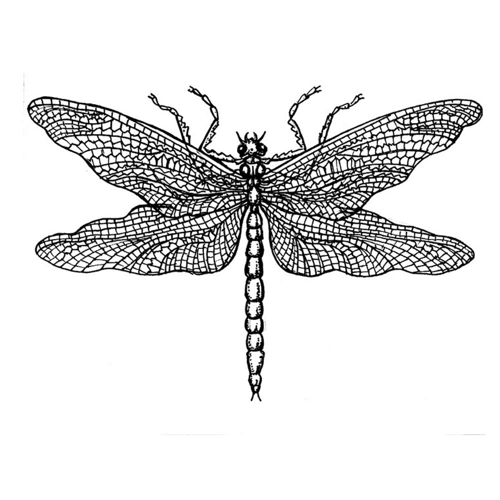 Crafty Individuals CI-033 - 'Dragonfly Drawing' Art Rubber Stamp ...