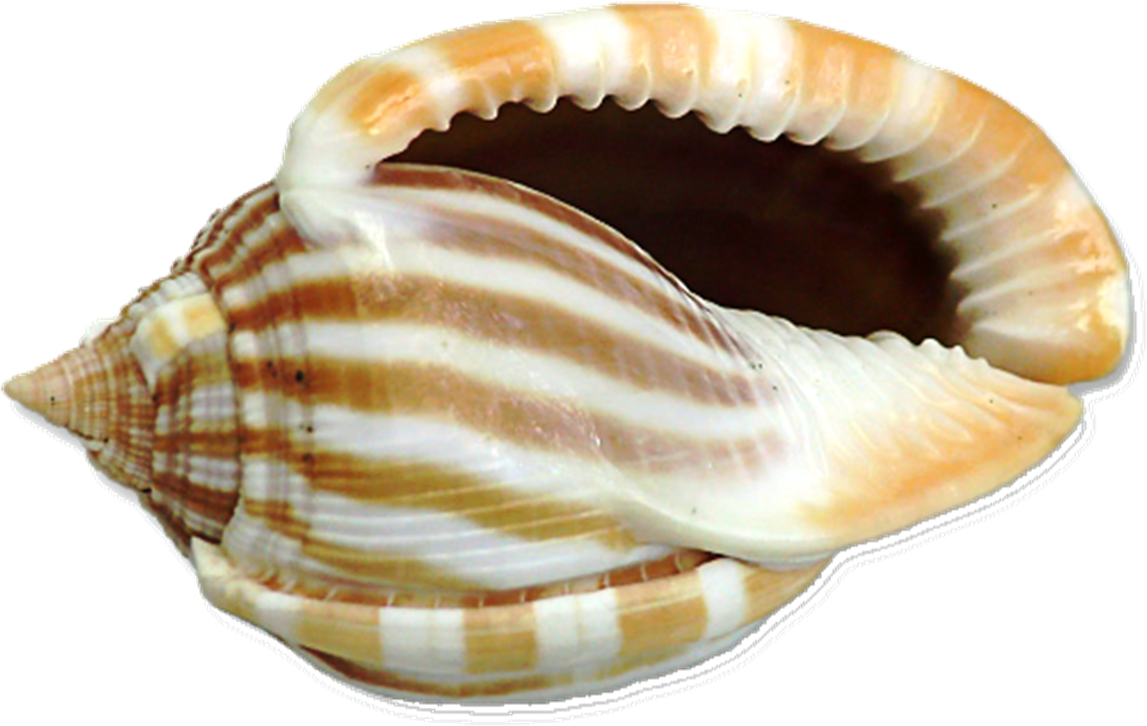 S shell. Харония Тритонис. Морская раковина. Ракушки морские. Раковины моллюсков.