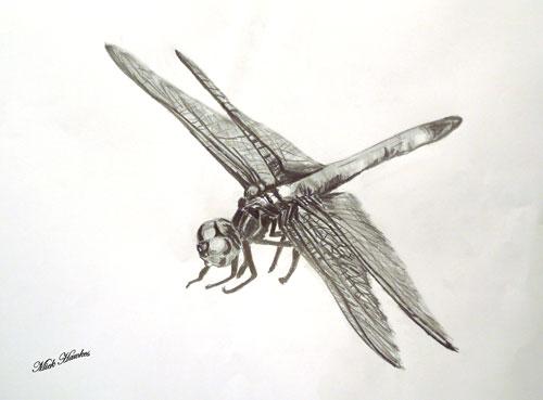 Dragonfly (PENCIL-PASTEL-CHARCOAL)