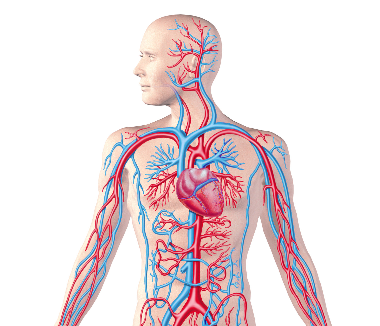 The Circulatory System Archives - Interactive Biology, with Leslie ...