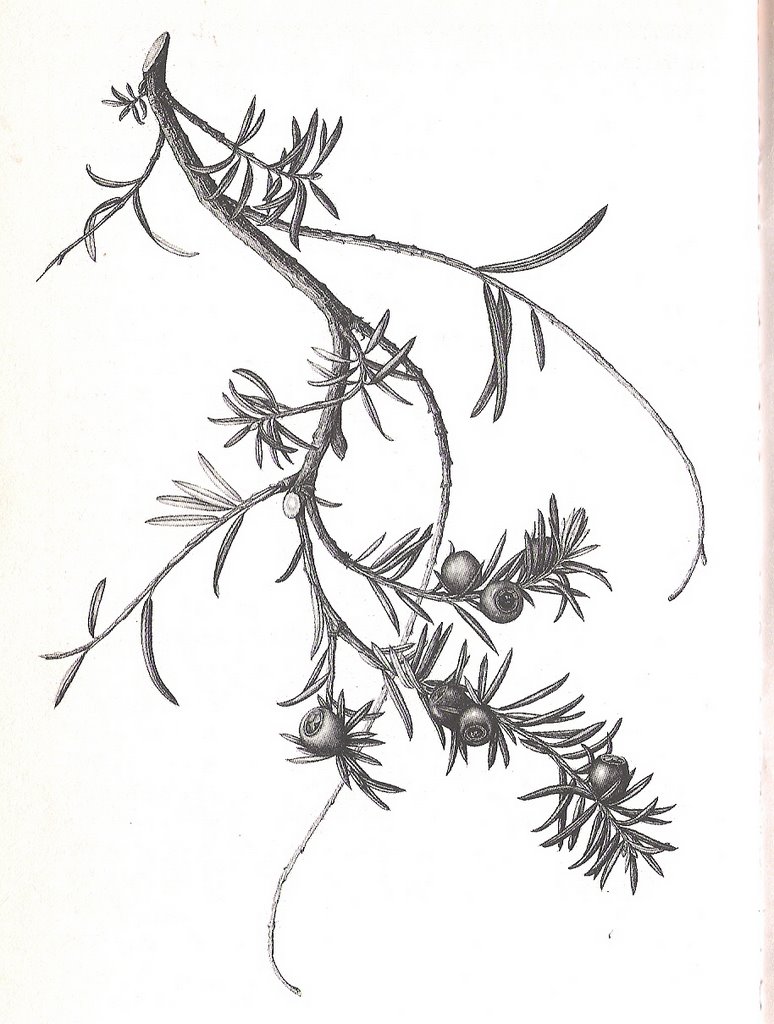 Living in Season: Yew, Tree of Winter Solstice