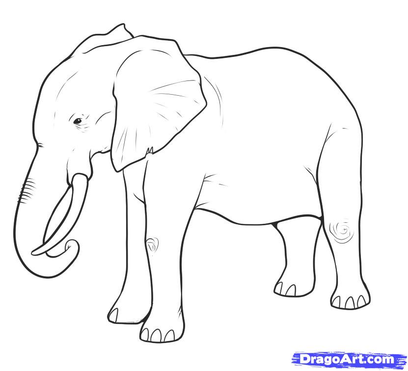 How to Draw an Elephant, Step by Step, safari animals, Animals ...
