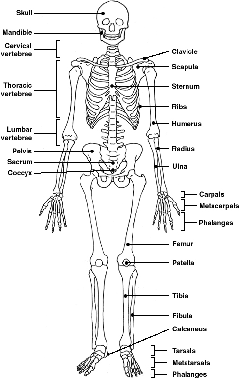 Skeleton | Diagram | Patient