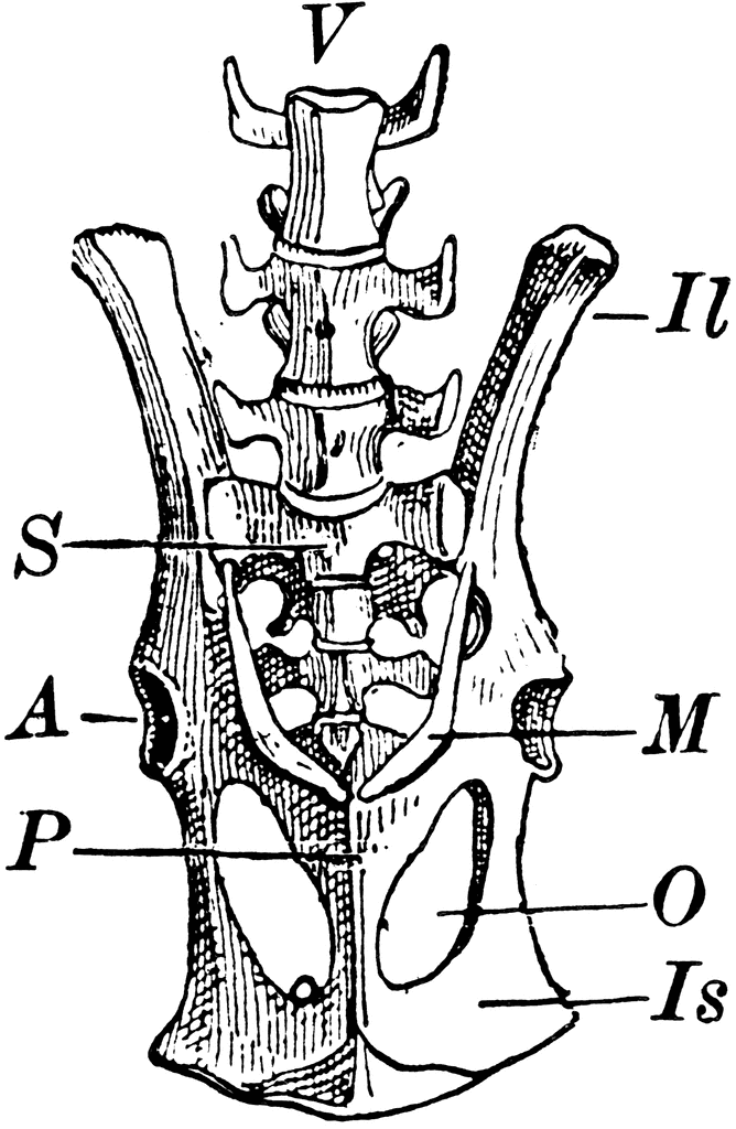 Kangaroo Pelvis | ClipArt ETC