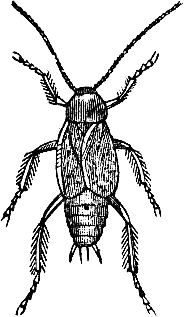 Male Cockroach | ClipArt ETC