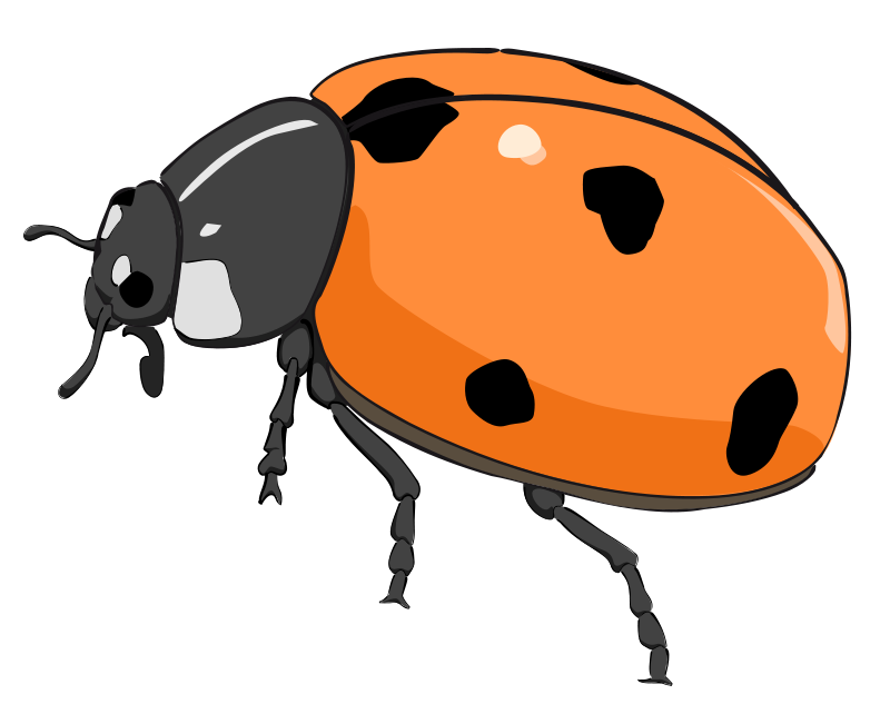 Free Orange Ladybug Clip Art