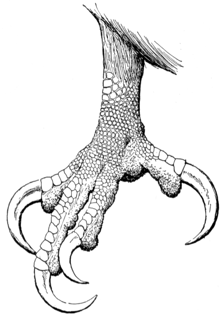 Claw of a Bald Eagle | ClipArt ETC