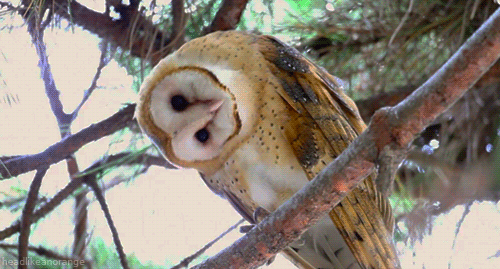 Barn Owl GIFs on Giphy