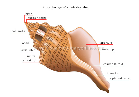 ANIMAL KINGDOM :: MOLLUSKS :: UNIVALVE SHELL image - Visual ...