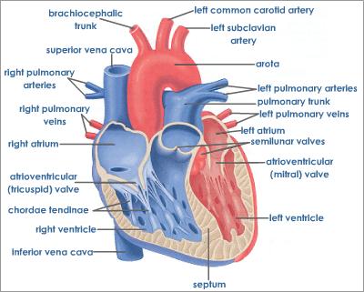 Human Heart Structure | Tutorvista.com