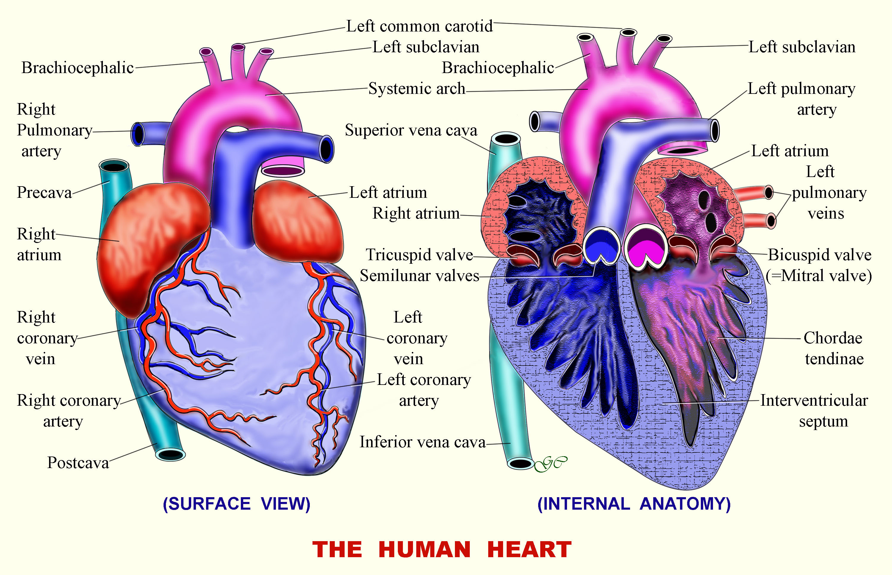 circulatory system | IASzoology.com
