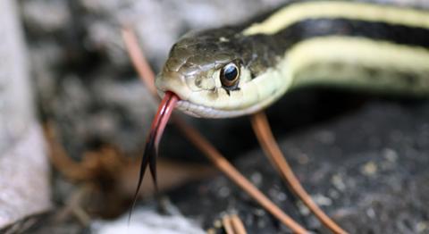 Snakes | Basic Facts About Snakes | Defenders of Wildlife