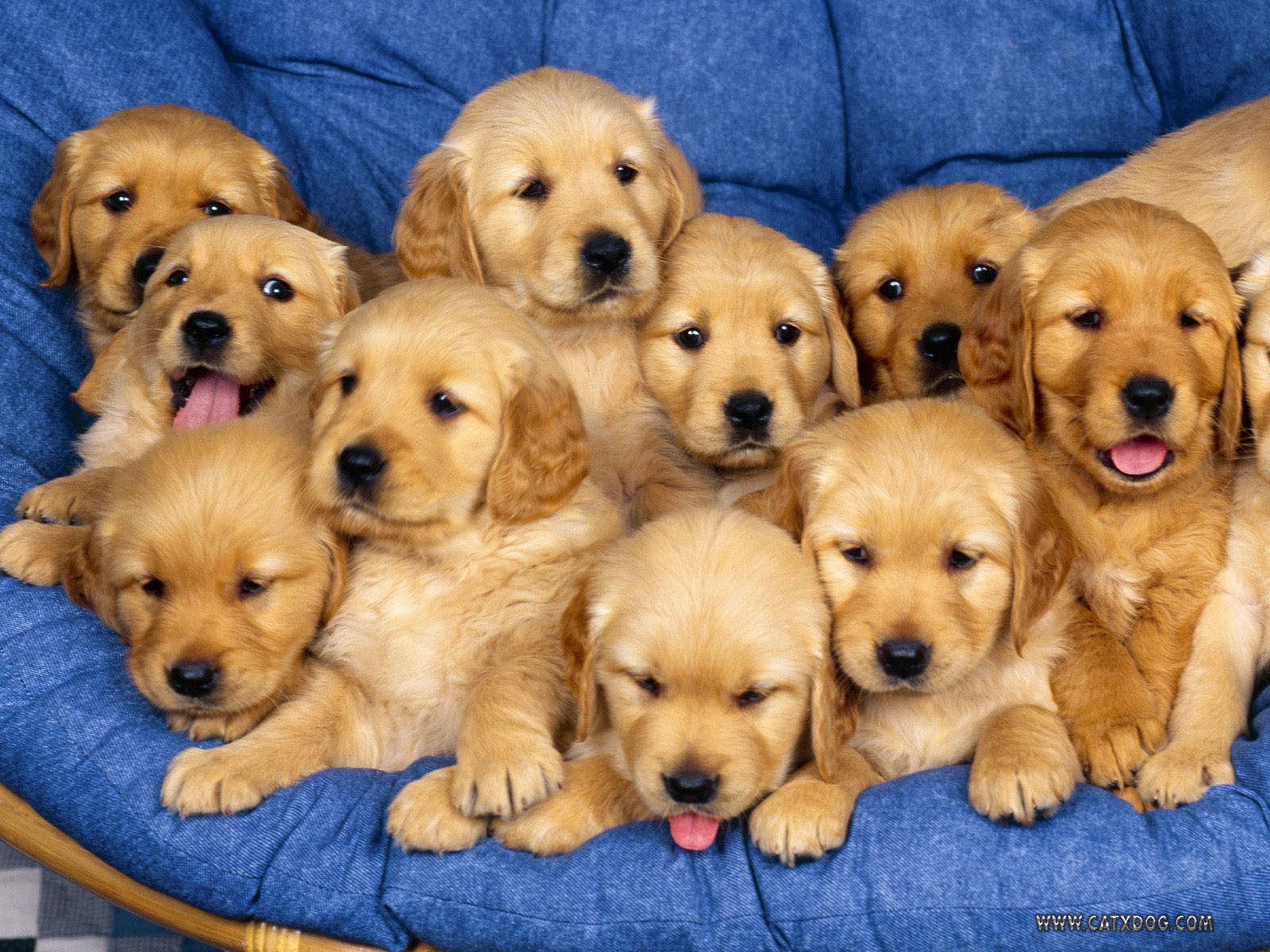 Aaaaaawwwwwwwwww Sweet !! - Puppies Wallpaper (9415255) - Fanpop