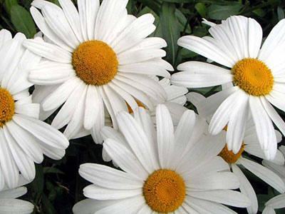 Shasta Daisy - University of Florida, Institute of Food and ...