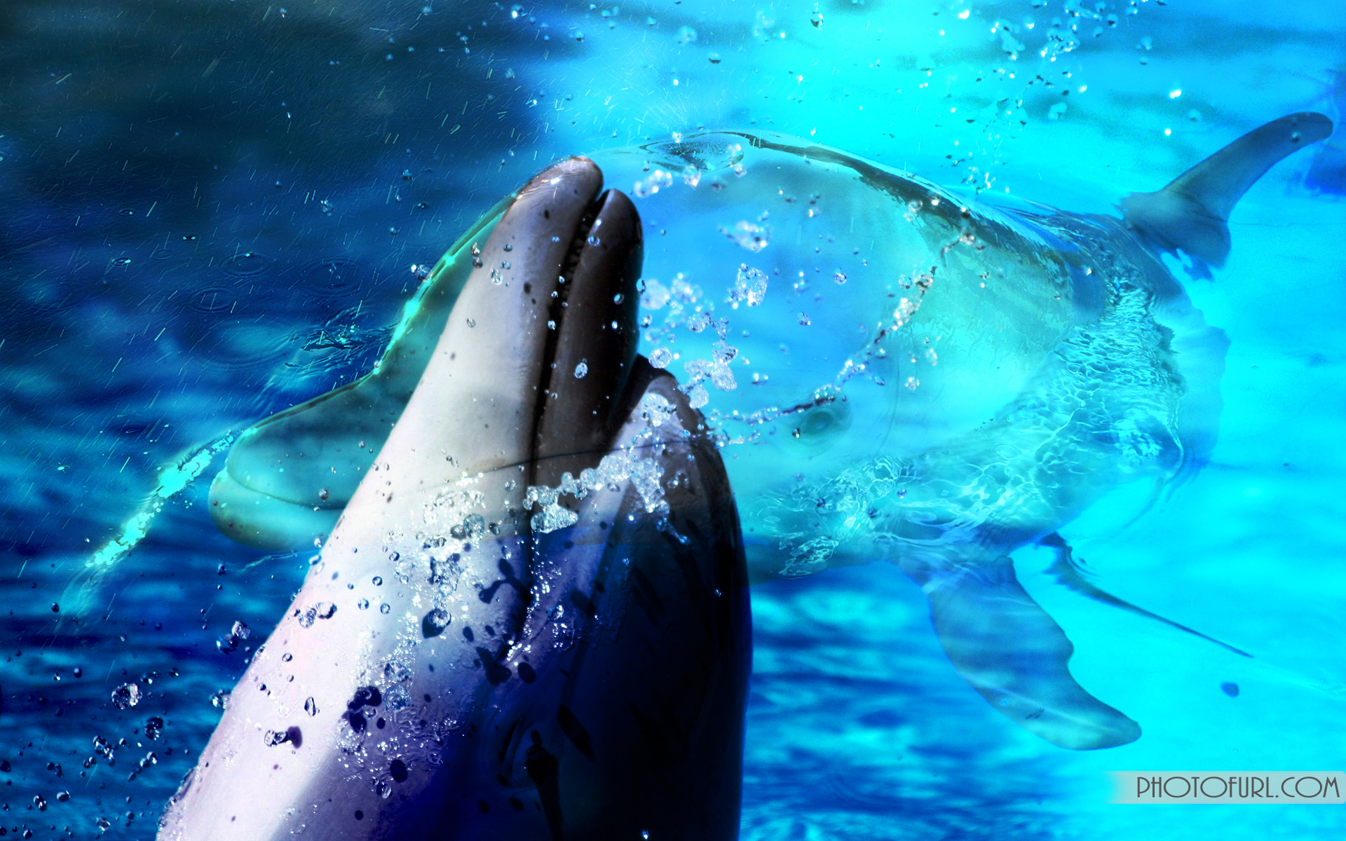 Animated Dolphin wallpapers HD free - 491143