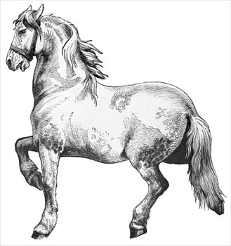 Free Cliparts Collection - Cliparts - Animals - Horse Cliparts ...