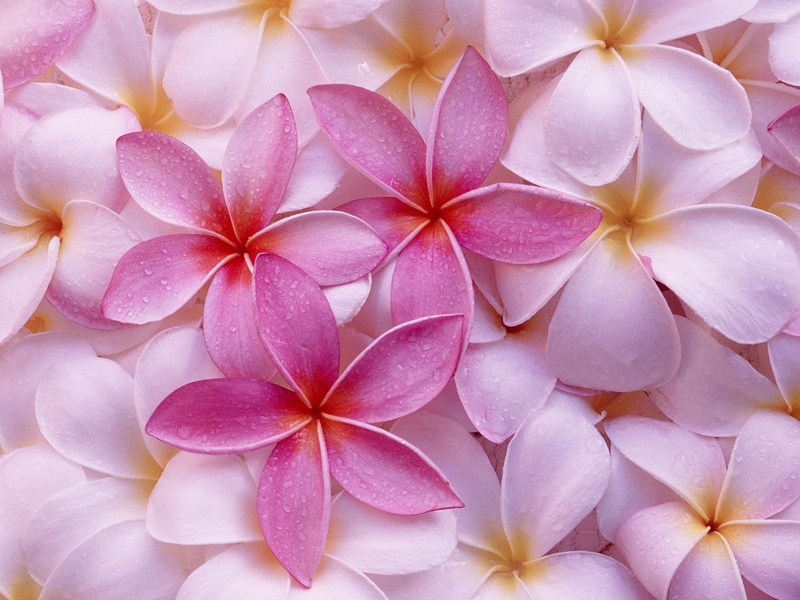 Hawaiian Flowers Background #6934402
