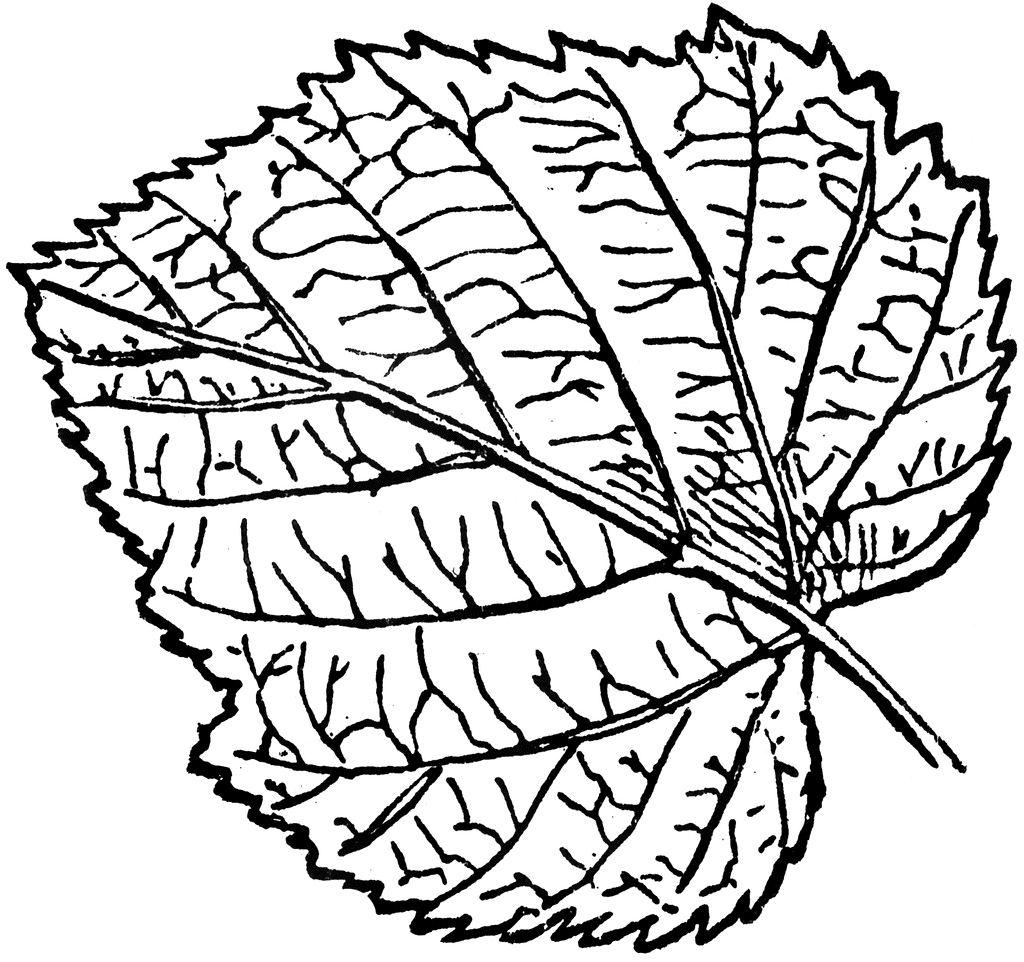 leaf clip art ~ Justin Bieber Picture 2011