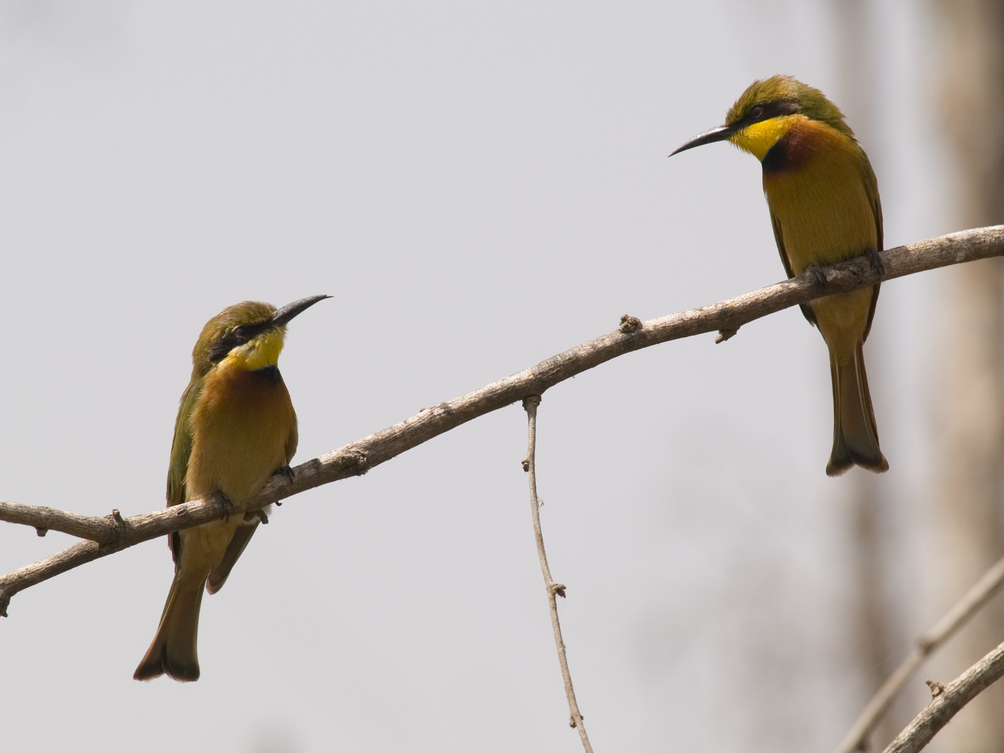 File:Merops pusillus -Little Bee-eater -two on branch.jpg ...