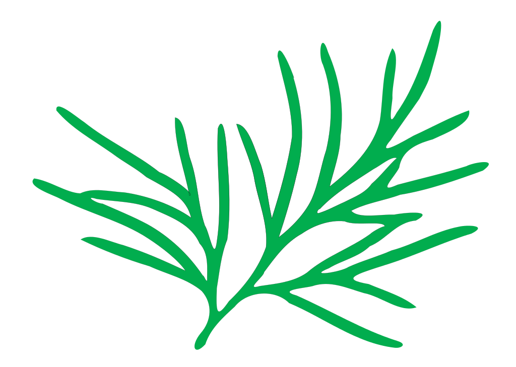 File:Leaf morphology multifide.svg - Wikimedia Commons