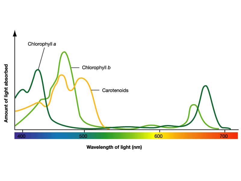 carotenoids_absorption- ...