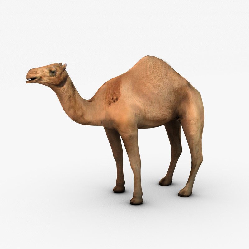 Camel Animated 3D Model animated rigged .max .fbx- CGTrader.