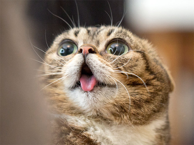cat-tongue1.jpg