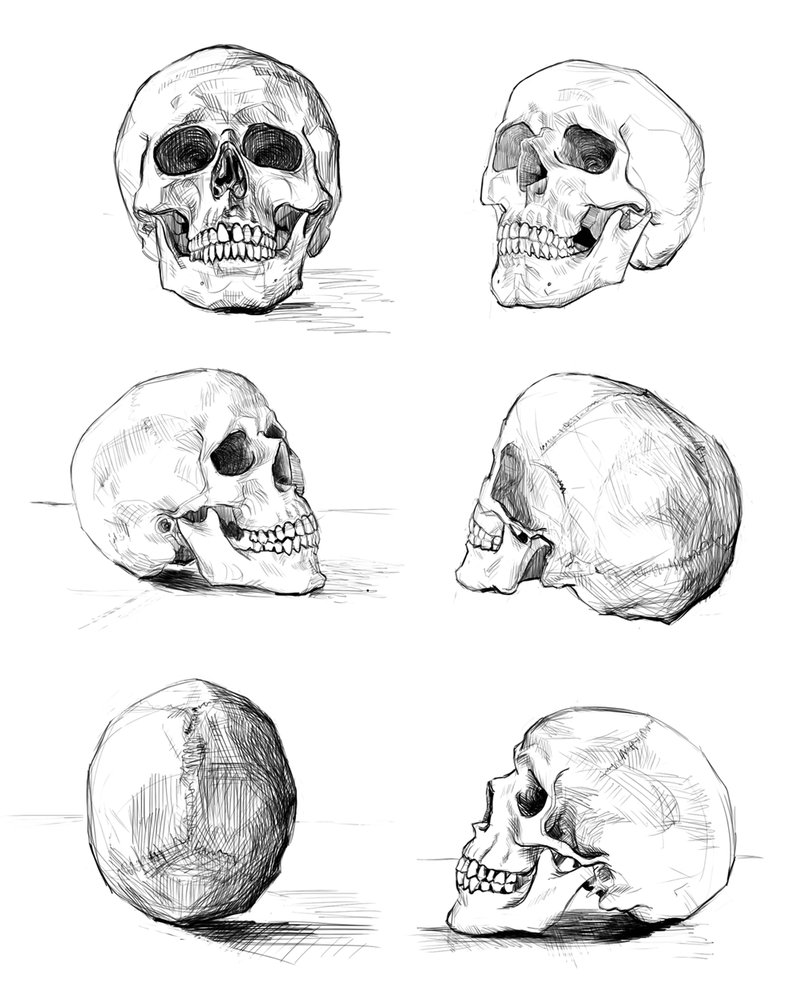Skull drawings by FuzzyTingleTimes on DeviantArt