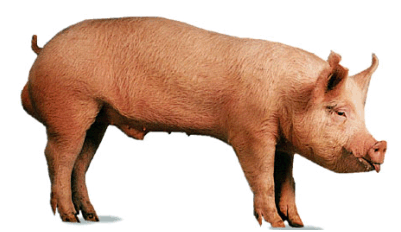 Pig Farming India | Alliance Agro Pig Farms