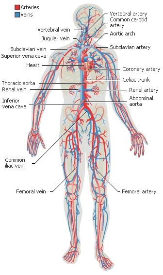 UCADIA | UCA Journey | Human body and mind | System: circulatory ...