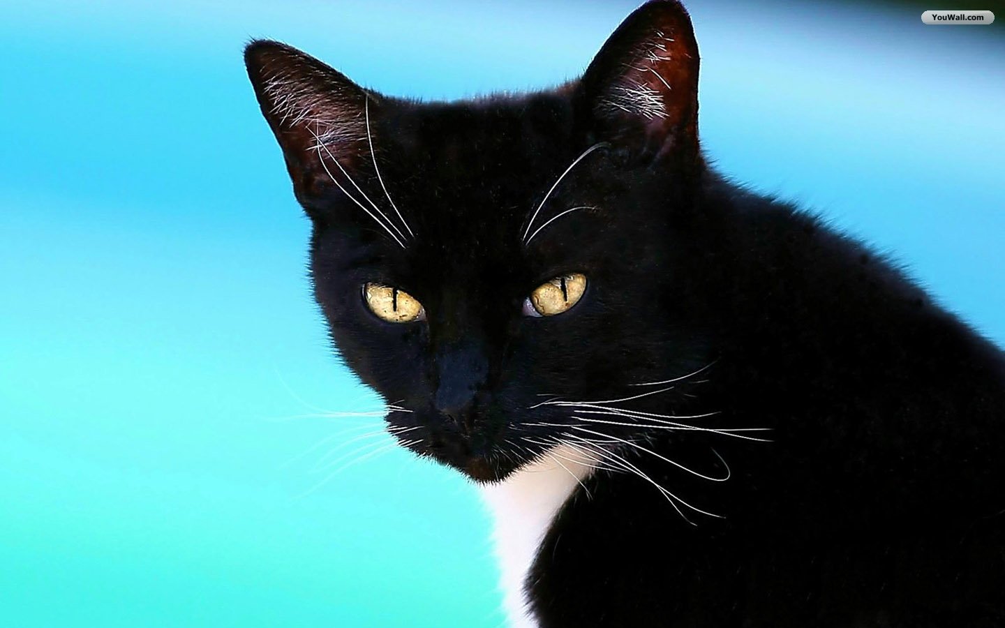 YouWall - Black Cat Wallpaper - wallpaper,wallpapers,free ...