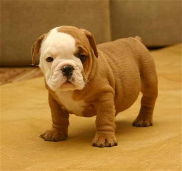 What makes puppies and kittens so irresistibly cute? | Fits Overs ...
