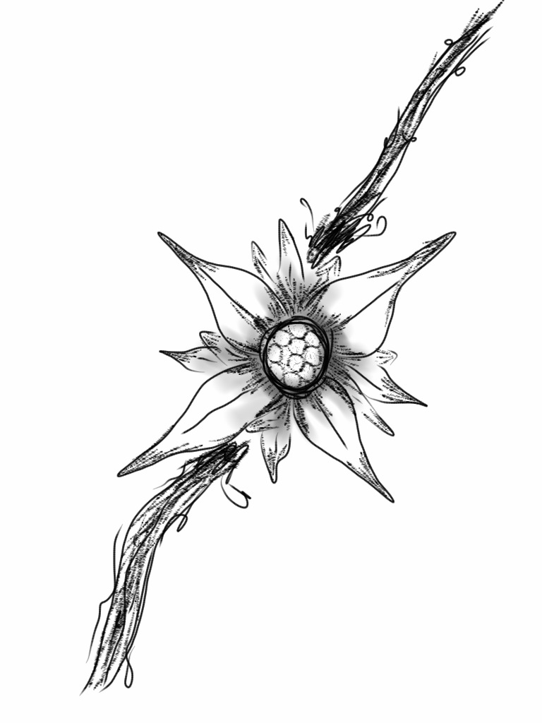DeviantArt: More Like Edelweiss Tattoo Design 1 by davwin
