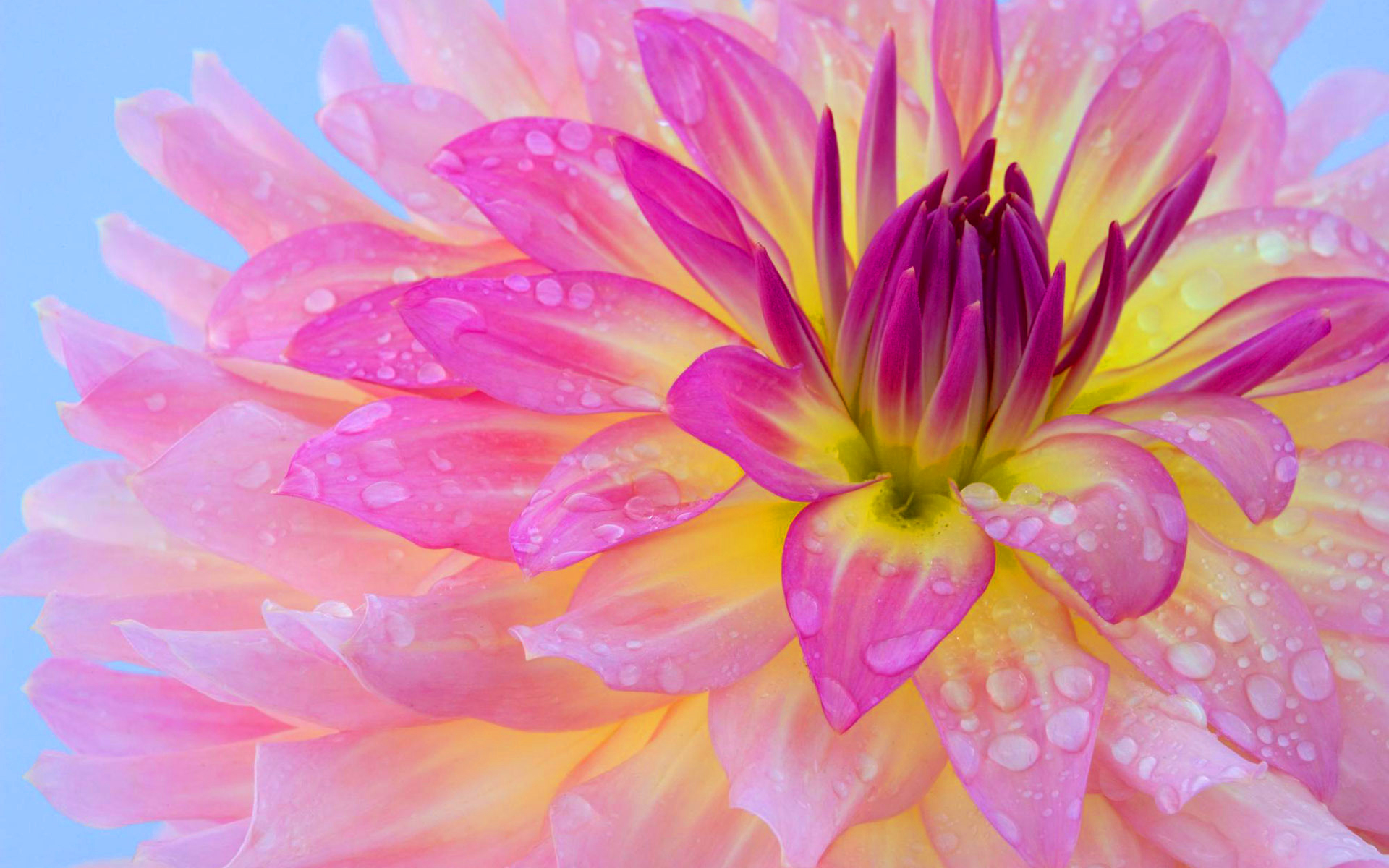Pink flower morning dew #7008991