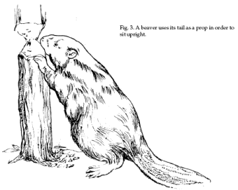 Beaver, Castor canadensis, damage management and control information