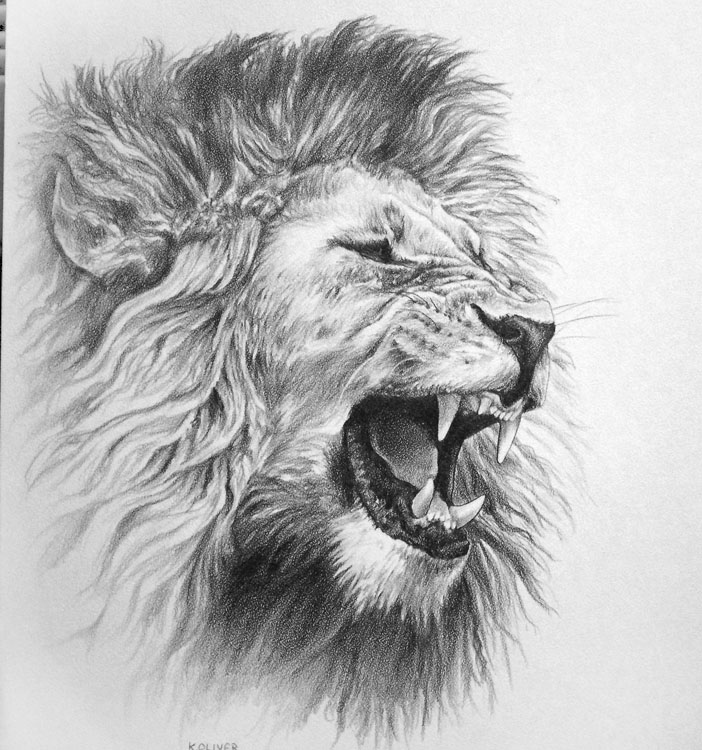 Cool Roaring Lion Head Drawing | picturespider.com