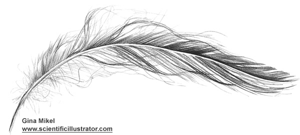 Group of: Détail de l'image -feather | We Heart It