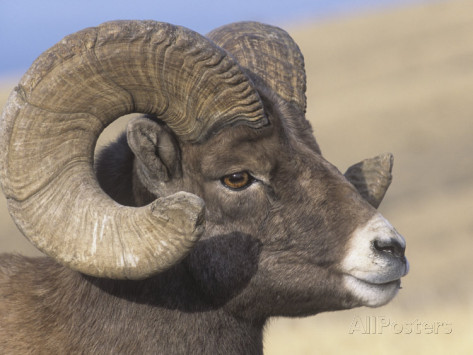 Bighorn Ram Head (Ovis Canadensis), North America Photographic ...
