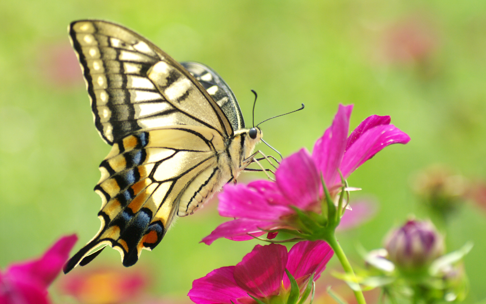 Beautiful Butterfly On Pink Flower JattDiSite.com
