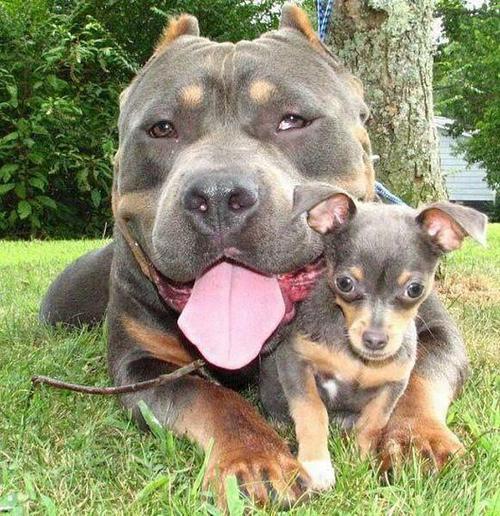 13 Cutest Big and Little Dog Friendships | DogVacay Official Blog