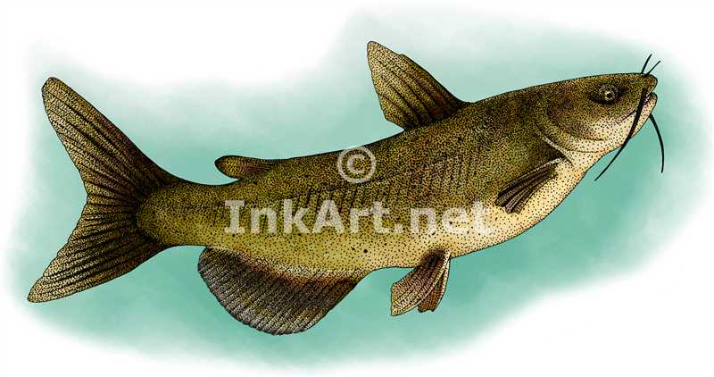 Channel Catfish Stock Art Illustration