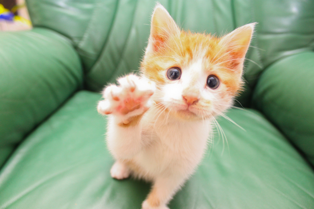 High Five Me