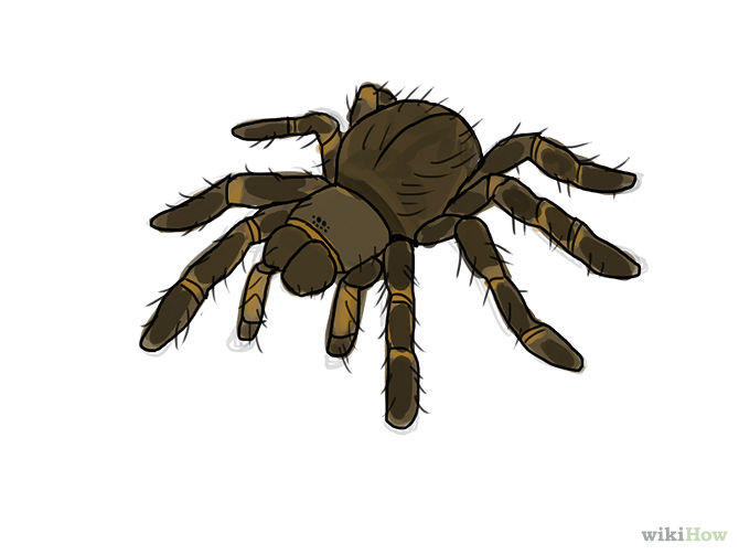 5 Ways to Draw a Spider - wikiHow